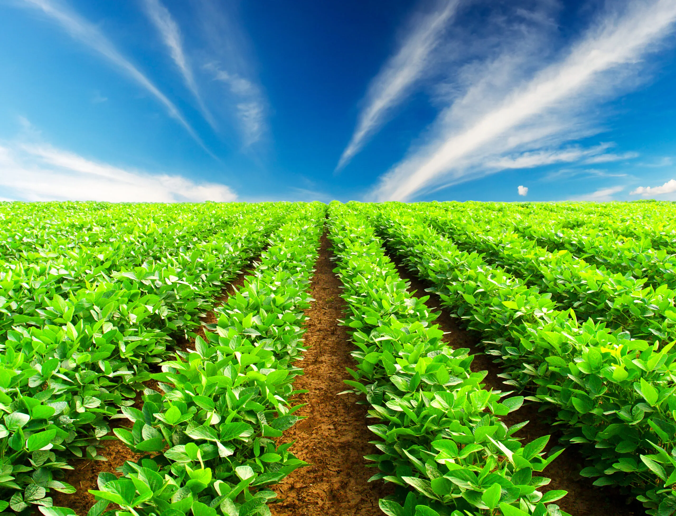 Green rows on the field